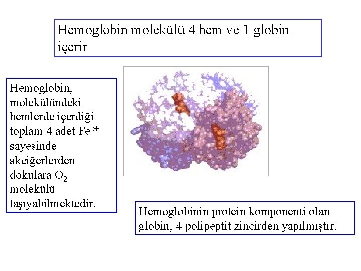 Hemoglobin molekülü 4 hem ve 1 globin içerir Hemoglobin, molekülündeki hemlerde içerdiği toplam 4