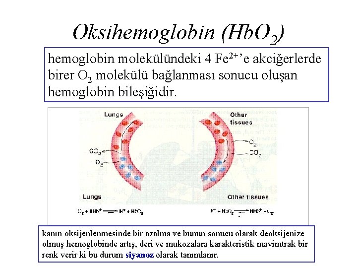 Oksihemoglobin (Hb. O 2) hemoglobin molekülündeki 4 Fe 2+’e akciğerlerde birer O 2 molekülü