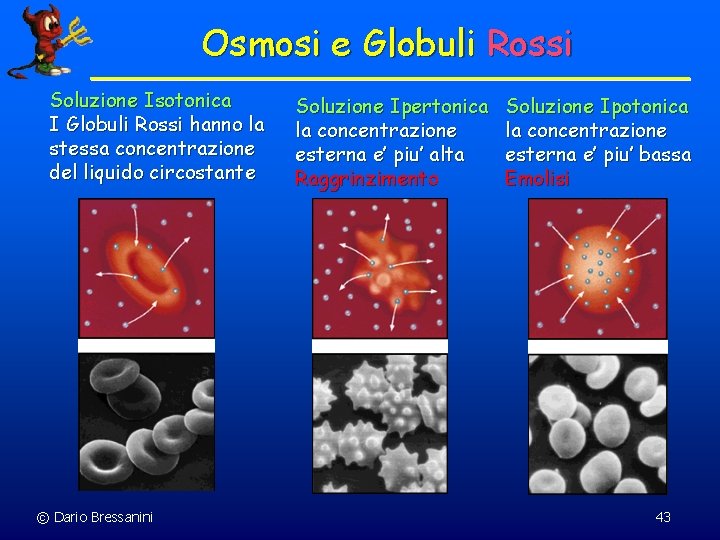 Osmosi e Globuli Rossi Soluzione Isotonica I Globuli Rossi hanno la stessa concentrazione del