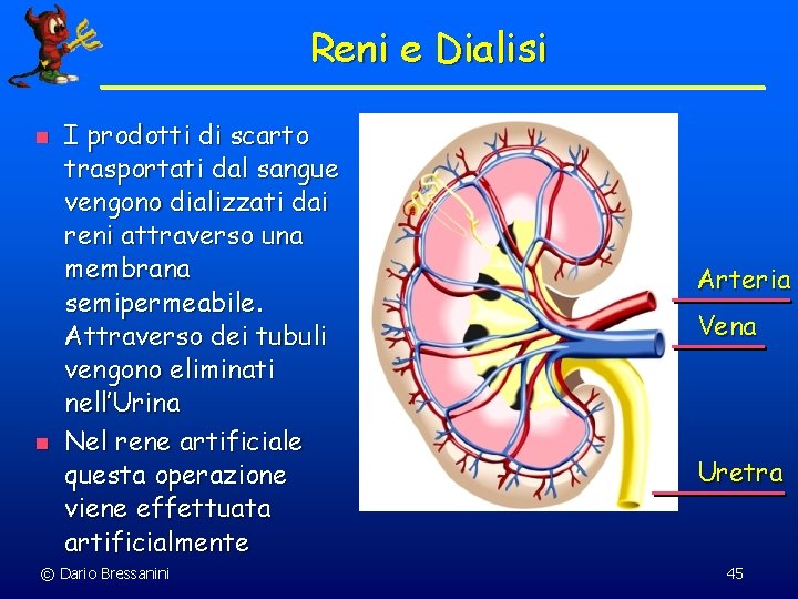 Reni e Dialisi n n I prodotti di scarto trasportati dal sangue vengono dializzati