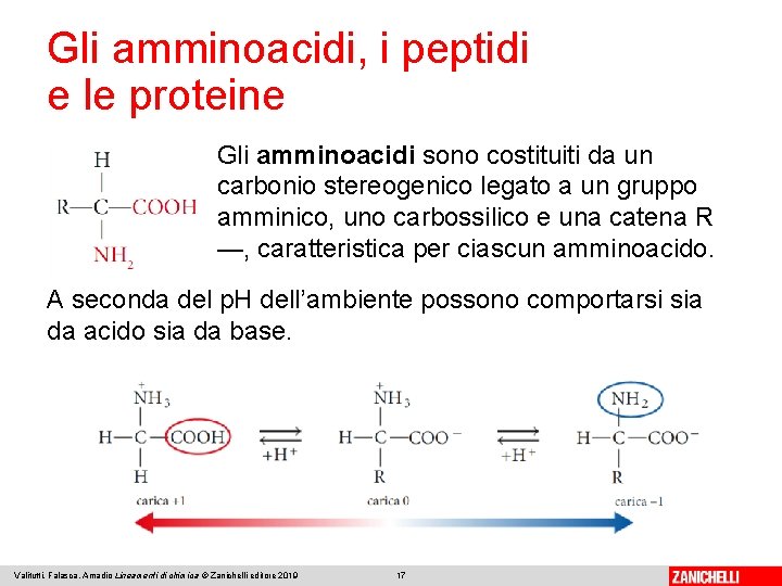 Gli amminoacidi, i peptidi e le proteine Gli amminoacidi sono costituiti da un carbonio