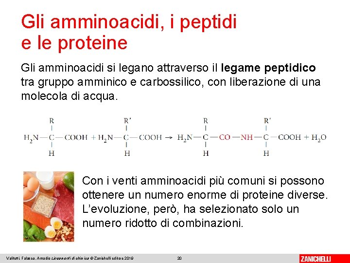 Gli amminoacidi, i peptidi e le proteine Gli amminoacidi si legano attraverso il legame