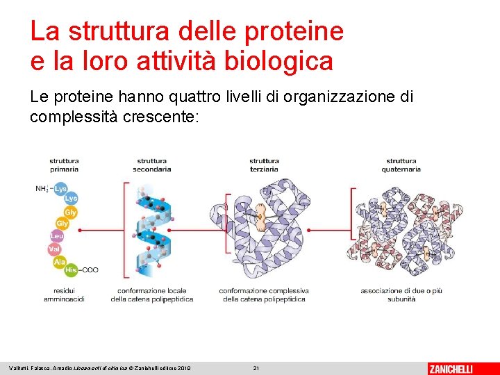 La struttura delle proteine e la loro attività biologica Le proteine hanno quattro livelli