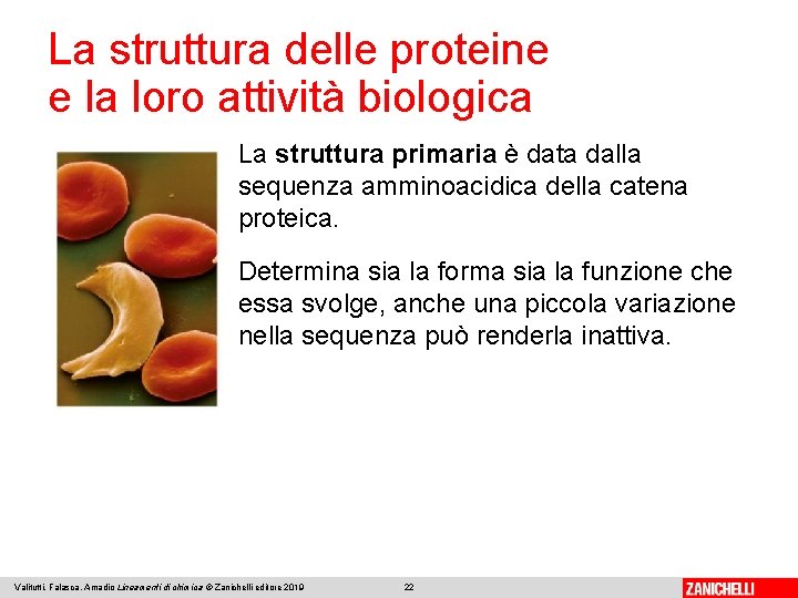 La struttura delle proteine e la loro attività biologica La struttura primaria è data