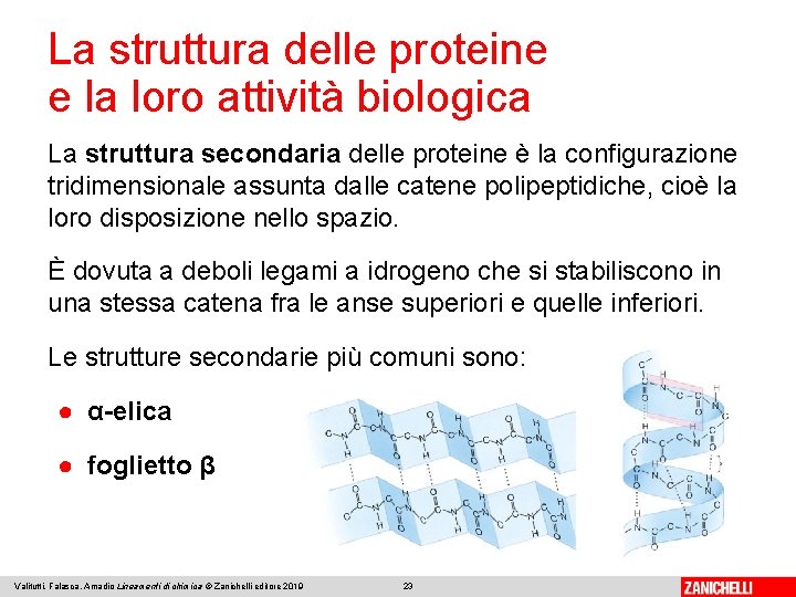 La struttura delle proteine e la loro attività biologica La struttura secondaria delle proteine