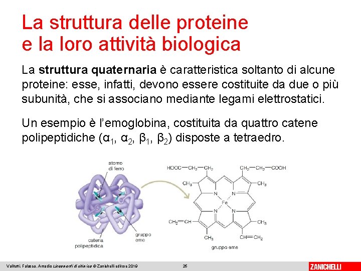 La struttura delle proteine e la loro attività biologica La struttura quaternaria è caratteristica