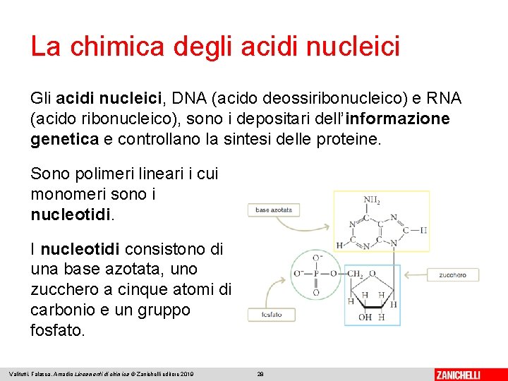 La chimica degli acidi nucleici Gli acidi nucleici, DNA (acido deossiribonucleico) e RNA (acido