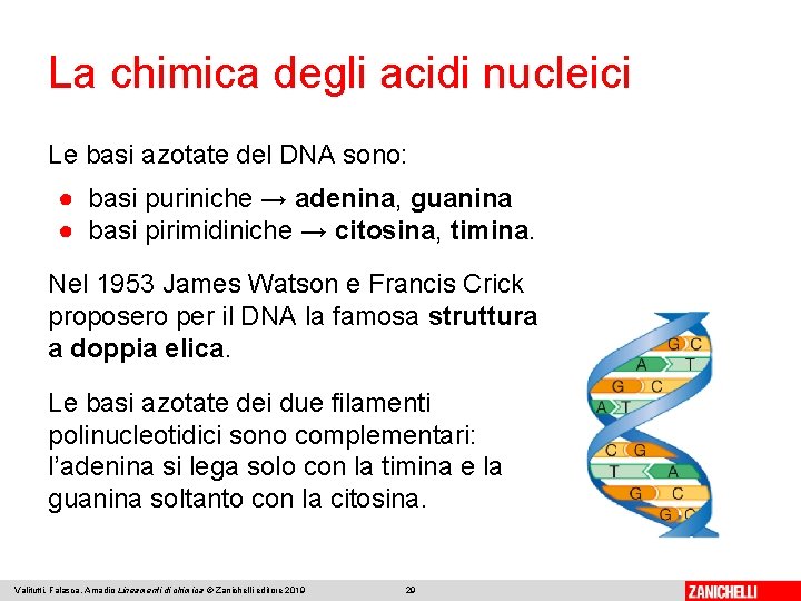 La chimica degli acidi nucleici Le basi azotate del DNA sono: ● basi puriniche