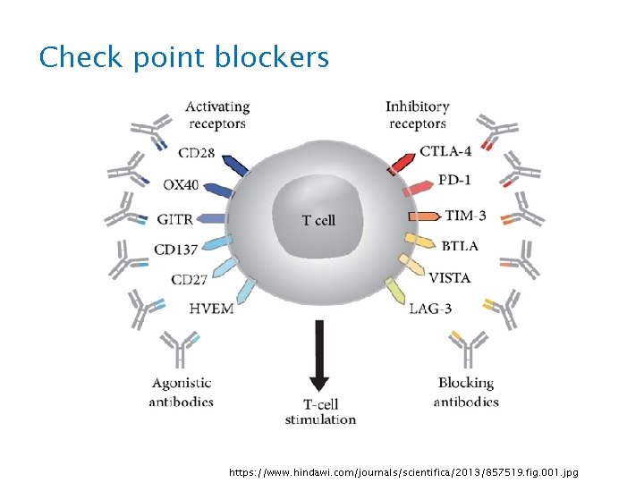 Check point blockers https: //www. hindawi. com/journals/scientifica/2013/857519. fig. 001. jpg 