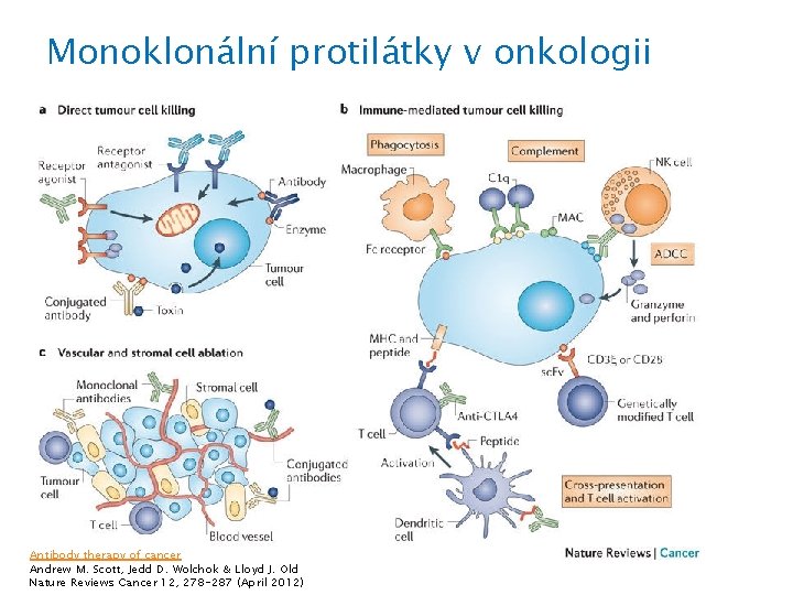 Monoklonální protilátky v onkologii Antibody therapy of cancer Andrew M. Scott, Jedd D. Wolchok