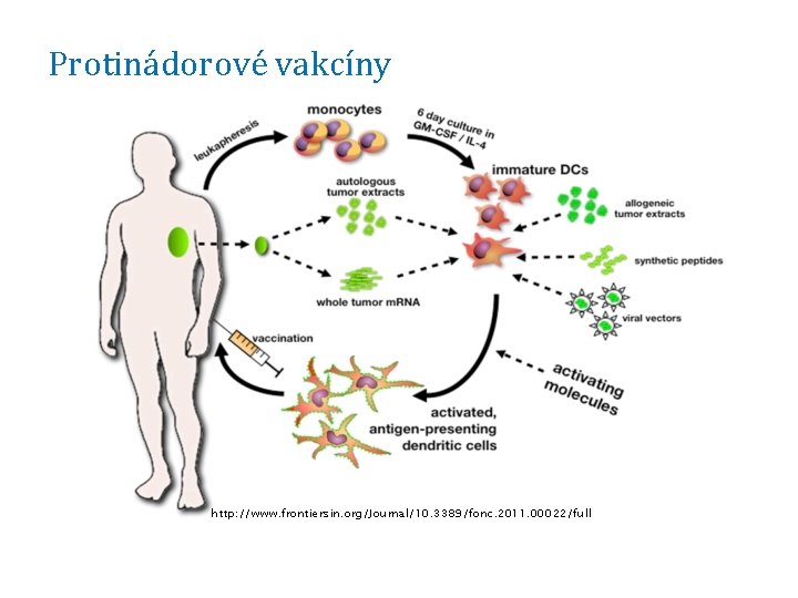 Protinádorové vakcíny http: //www. frontiersin. org/Journal/10. 3389/fonc. 2011. 00022/full 