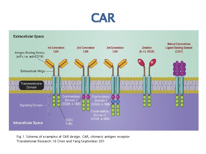 CAR Fig 1. Schema of examples of CAR design. CAR, chimeric antigen receptor Translational