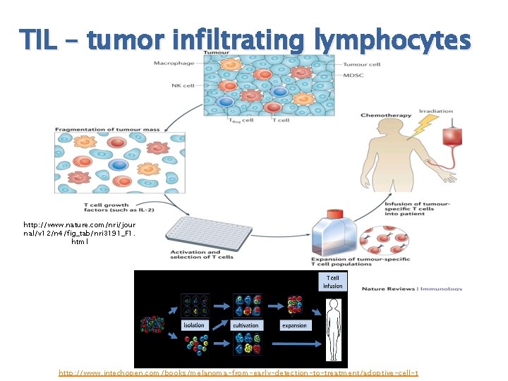 TIL – tumor infiltrating lymphocytes http: //www. nature. com/nri/jour nal/v 12/n 4/fig_tab/nri 3191_F 1.