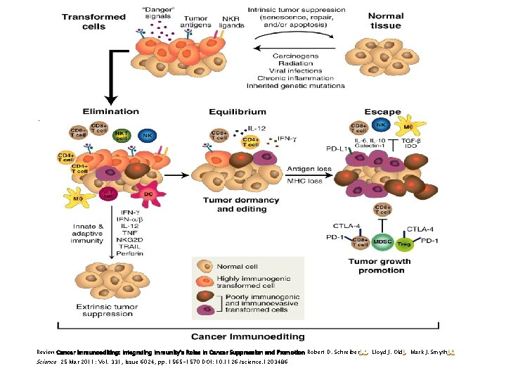 ¨ Review Cancer Immunoediting: Integrating Immunity’s Roles in Cancer Suppression and Promotion Robert D.