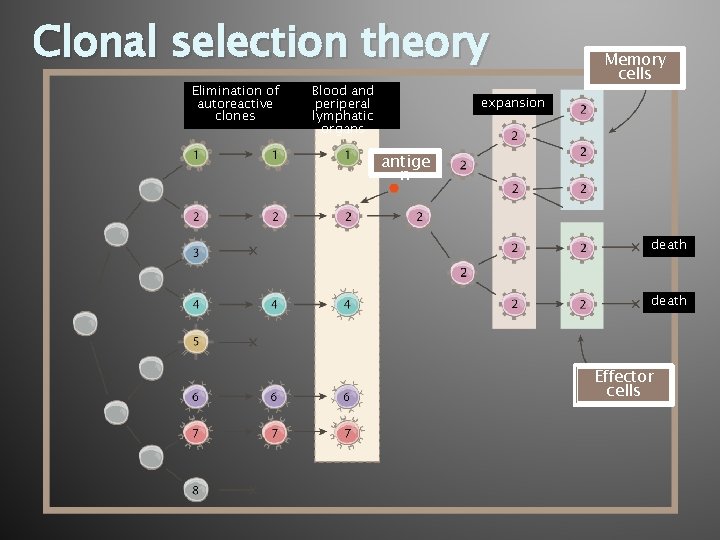 Clonal selection theory Elimination of autoreactive clones Blood and periperal lymphatic organs Memory cells