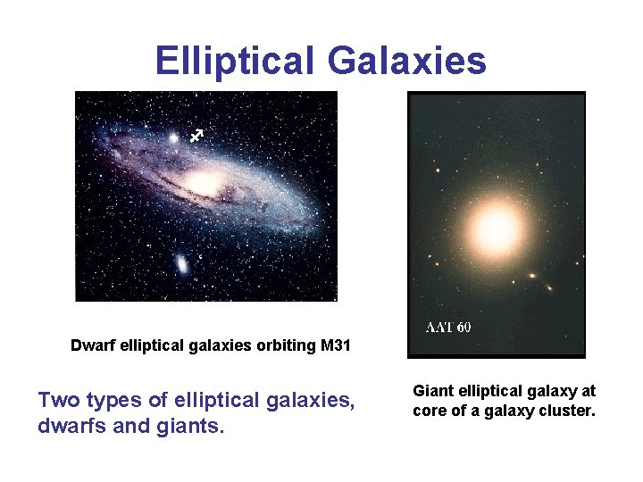 Elliptical Galaxies f ‘ Dwarf elliptical galaxies orbiting M 31 Two types of elliptical