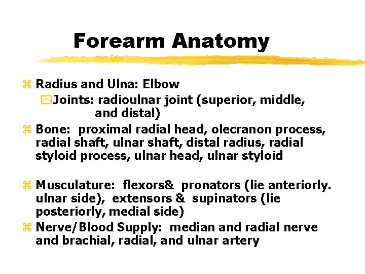 Forearm Anatomy z Radius and Ulna: Elbow y. Joints: radioulnar joint (superior, middle, and Forearm Anatomy z Radius and Ulna: Elbow y. Joints: radioulnar joint (superior, middle, and