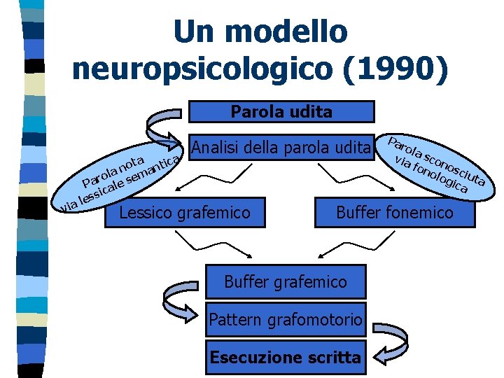 Un modello neuropsicologico (1990) Parola udita vi a ota antic n a rol e