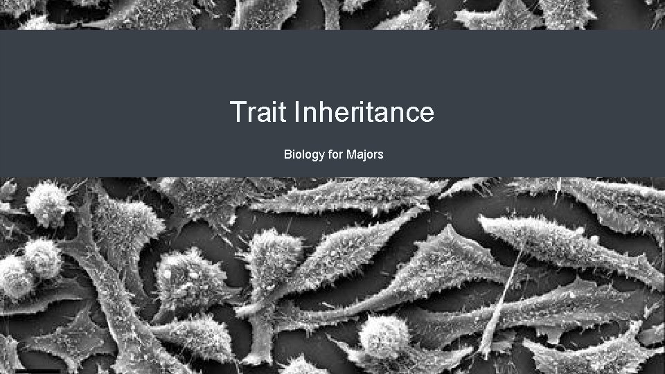 Trait Inheritance Biology for Majors 