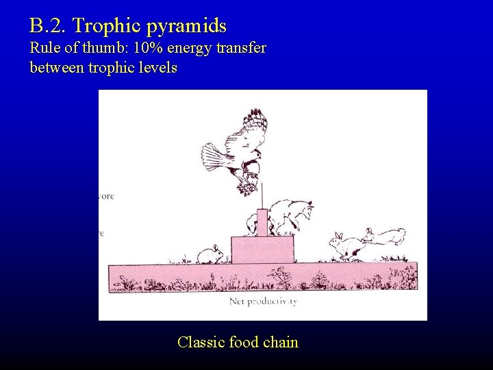 B. 2. Trophic pyramids Rule of thumb: 10% energy transfer between trophic levels Classic