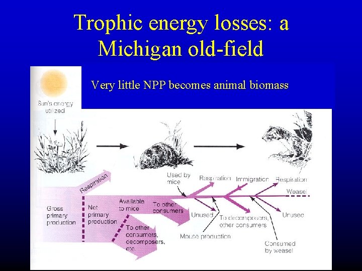 Trophic energy losses: a Michigan old-field Very little NPP becomes animal biomass 