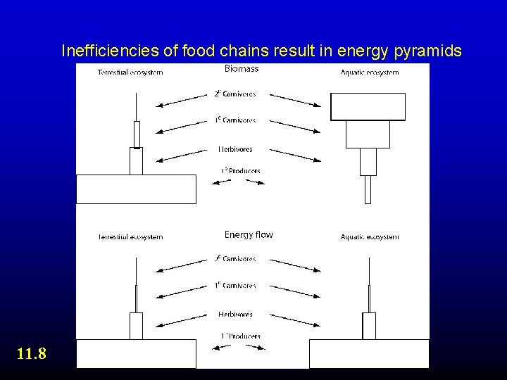 Inefficiencies of food chains result in energy pyramids 11. 8 