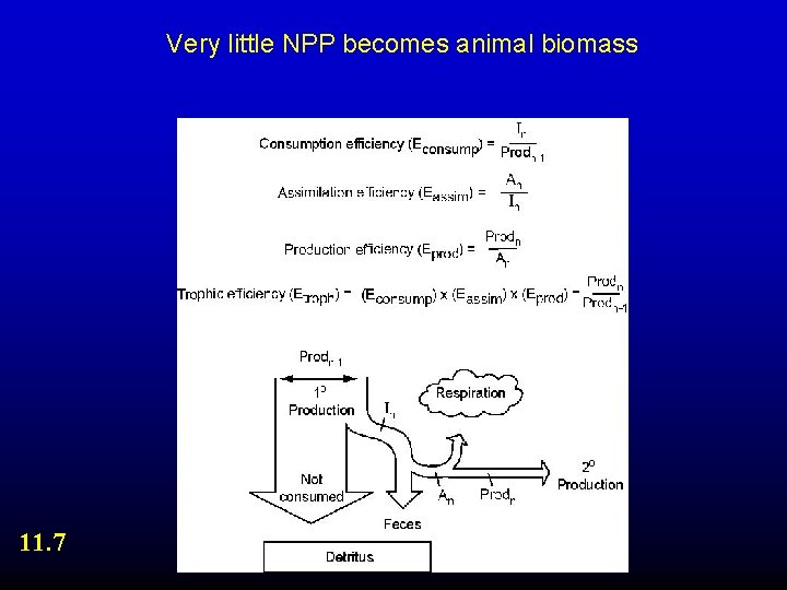 Very little NPP becomes animal biomass 11. 7 