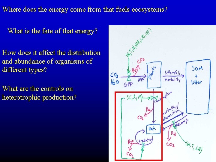 Where does the energy come from that fuels ecosystems? What is the fate of