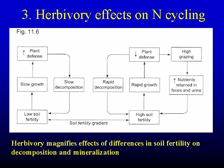 3. Herbivory effects on N cycling Herbivory magnifies effects of differences in soil fertility