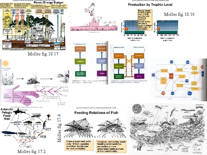 Molles fig. 18. 16 Molles fig. 17. 4 Molles fig. 18. 17 Molles fig.