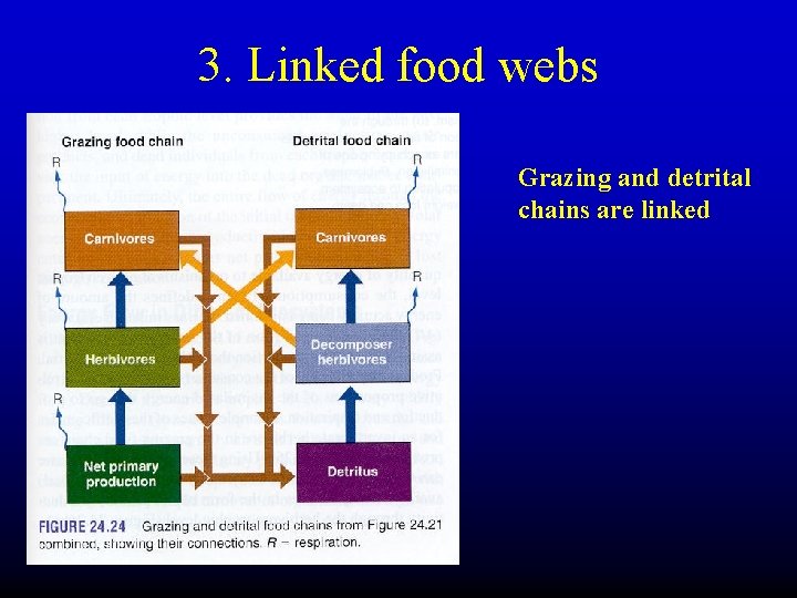 3. Linked food webs Grazing and detrital chains are linked 