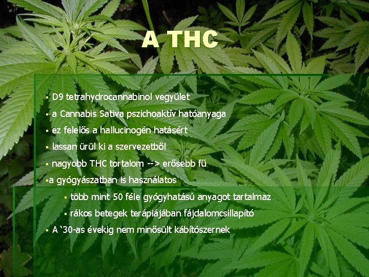 A THC § D 9 tetrahydrocannabinol vegyület § a Cannabis Sativa pszichoaktív hatóanyaga §