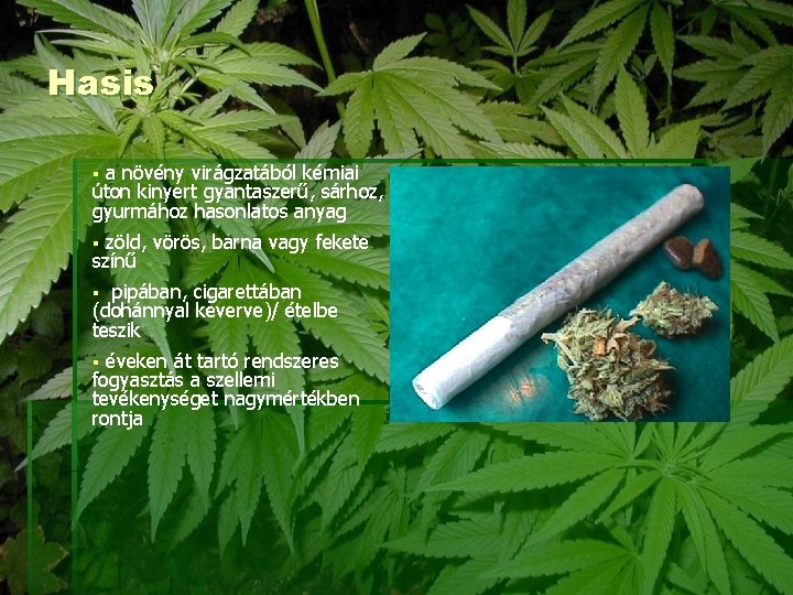 Hasis a növény virágzatából kémiai úton kinyert gyantaszerű, sárhoz, gyurmához hasonlatos anyag § zöld,