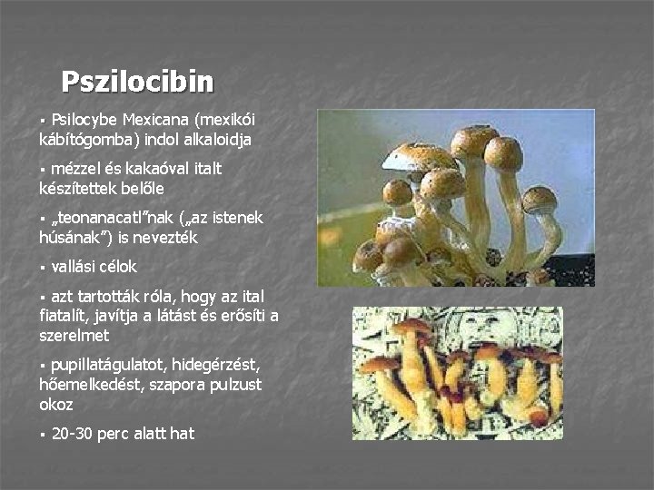 Pszilocibin Psilocybe Mexicana (mexikói kábítógomba) indol alkaloidja § mézzel és kakaóval italt készítettek belőle