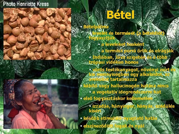 Bétel § Bételpálma § levelét és termését (a bételdiót) fogyasztják § a leveleket teaként