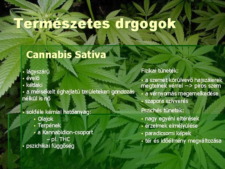 Természetes drgogok Cannabis Sativa § § lágyszárú évelő kétlaki a mérsékelt éghajlatú területeken gondozás