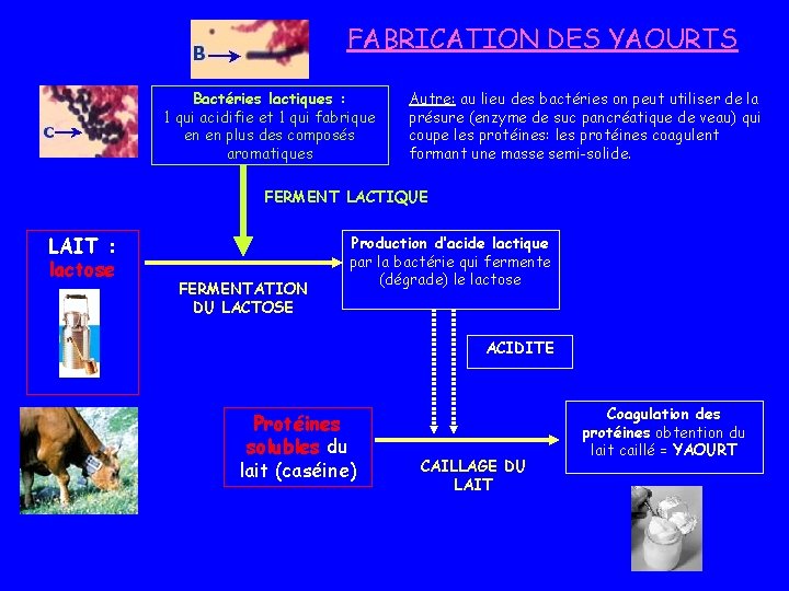 FABRICATION DES YAOURTS Bactéries lactiques : 1 qui acidifie et 1 qui fabrique en