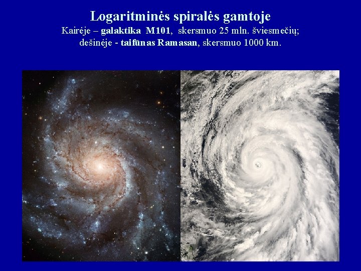 Logaritminės spiralės gamtoje Kairėje – galaktika М 101, skersmuo 25 mln. šviesmečių; dešinėje -