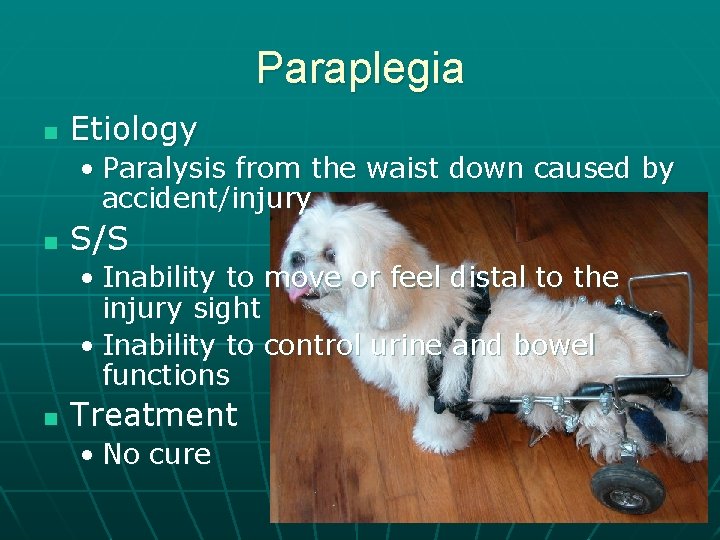 Paraplegia n Etiology • Paralysis from the waist down caused by accident/injury n S/S