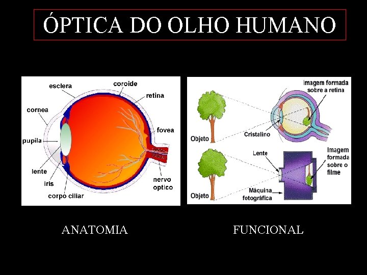 ÓPTICA DO OLHO HUMANO ANATOMIA FUNCIONAL 