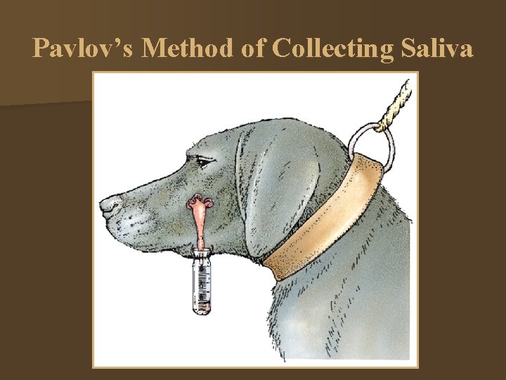 Pavlov’s Method of Collecting Saliva 