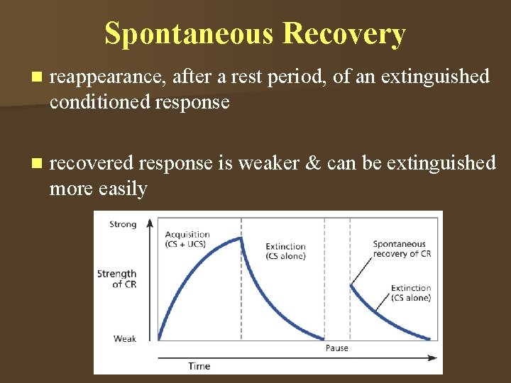 Spontaneous Recovery n reappearance, after a rest period, of an extinguished conditioned response n