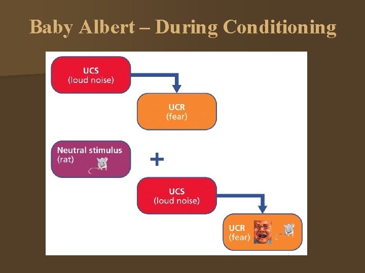 Baby Albert – During Conditioning 