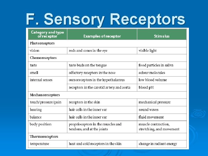 F. Sensory Receptors 