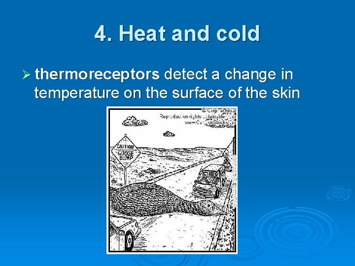 4. Heat and cold Ø thermoreceptors detect a change in temperature on the surface