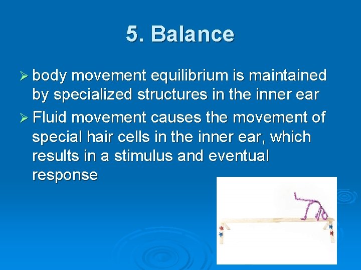 5. Balance Ø body movement equilibrium is maintained by specialized structures in the inner