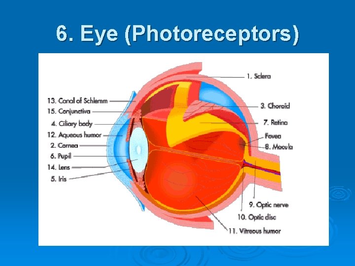 6. Eye (Photoreceptors) 