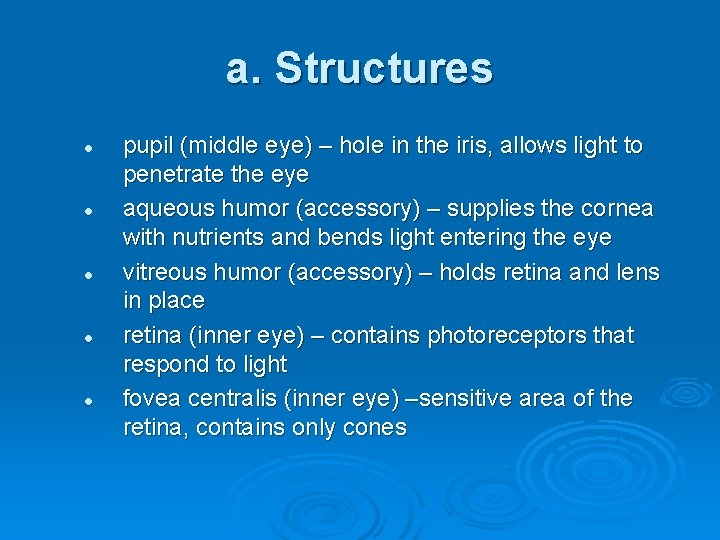 a. Structures l l l pupil (middle eye) – hole in the iris, allows