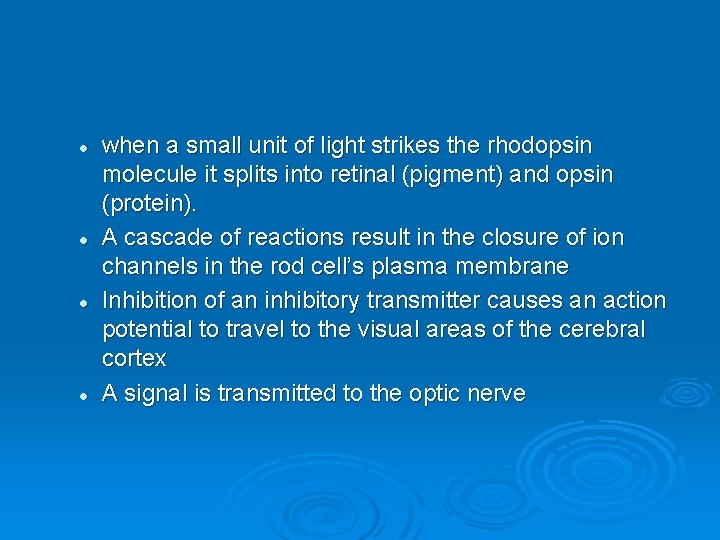l l when a small unit of light strikes the rhodopsin molecule it splits