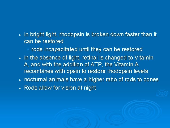 l l in bright light, rhodopsin is broken down faster than it can be